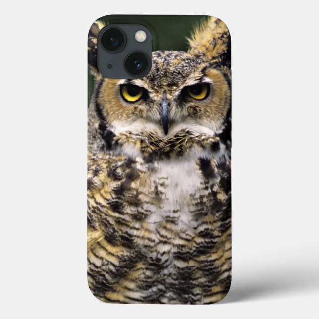 Storhök (Bubo virginianus), hel kropp (Baksida)
