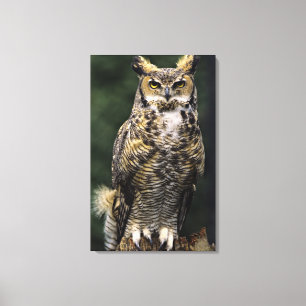 Storhök (Bubo virginianus), hel kropp Canvastryck
