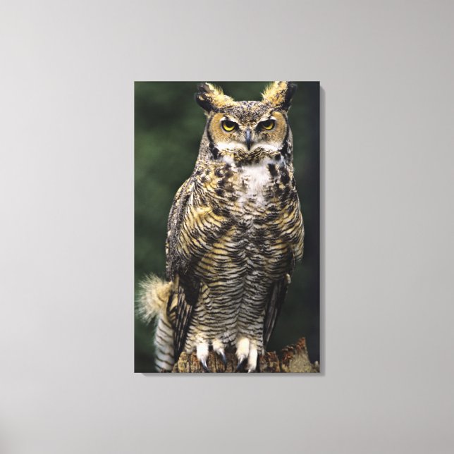 Storhök (Bubo virginianus), hel kropp Canvastryck (Framsida)