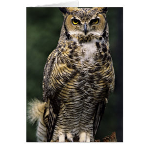 Storhök (Bubo virginianus), hel kropp Hälsningskort