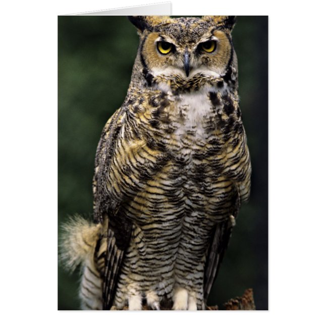 Storhök (Bubo virginianus), hel kropp Hälsningskort (Framsidan)