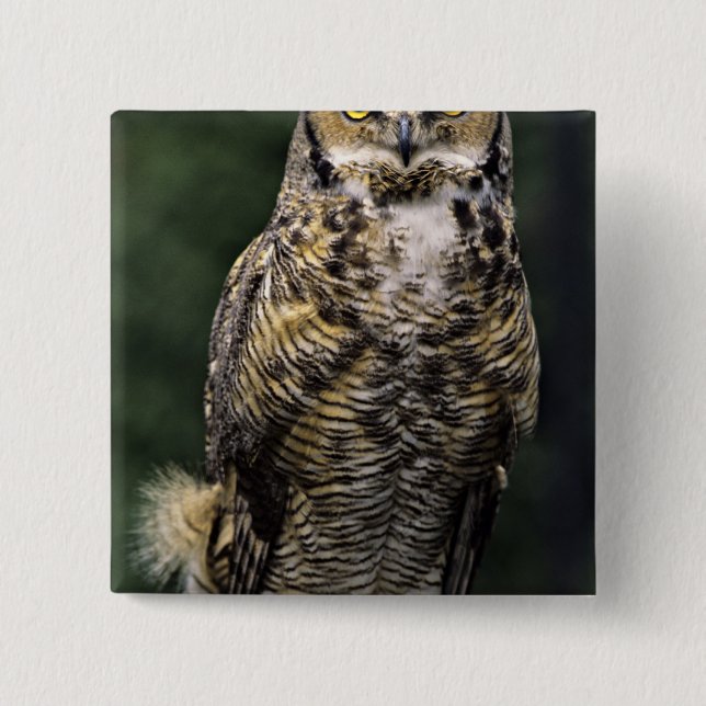 Storhök (Bubo virginianus), hel kropp Knapp (Framsida)