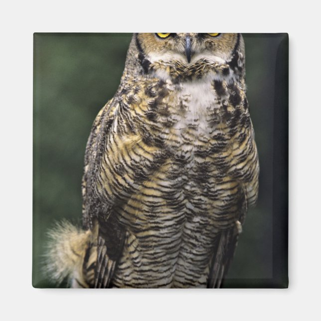 Storhök (Bubo virginianus), hel kropp Magnet (Framsidan)