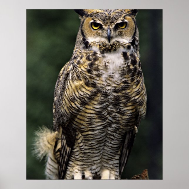 Storhök (Bubo virginianus), hel kropp Poster (Framsidan)