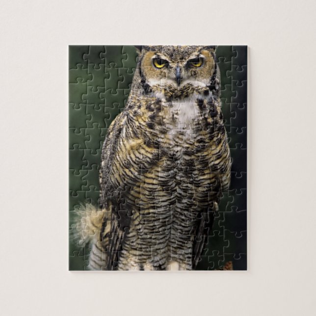 Storhök (Bubo virginianus), hel kropp Pussel (Vertikal)