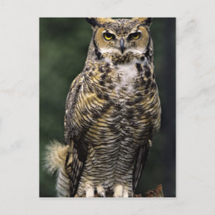 Storhök (Bubo virginianus), hel kropp Vykort