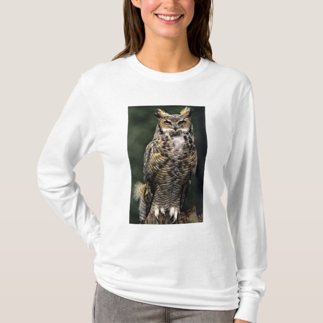 Storhörnad uggla (Bubo virginianus), hel kropp Tee (Framsida)