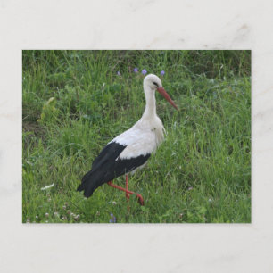 Stork 1 vykort