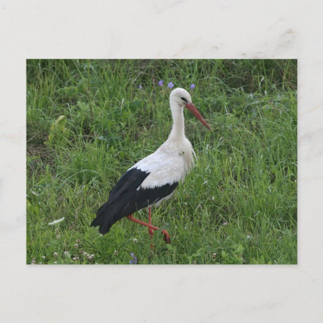 Stork 1 vykort (Framsida)