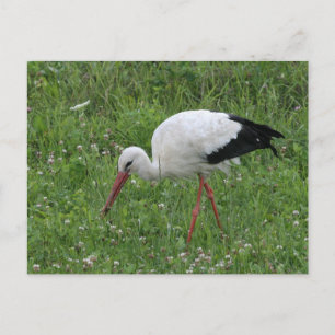Stork 3 vykort