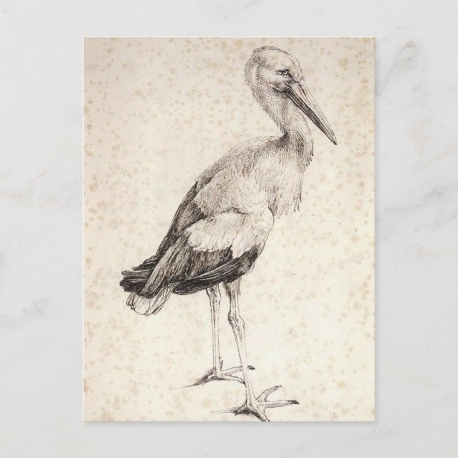 Stork av Albrecht Durer Vykort (Framsida)