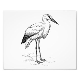 Stork Bird Black and White Tecknad Fototryck