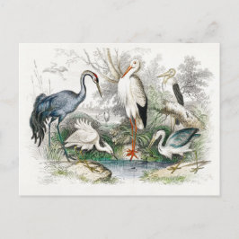Stork Crane Vintage Art Vykort