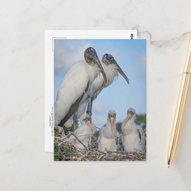 Stork Family Postcard Vykort (Fram/Back In Situ)