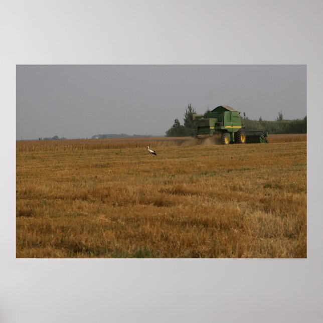 Stork i cornfield poster (Framsidan)