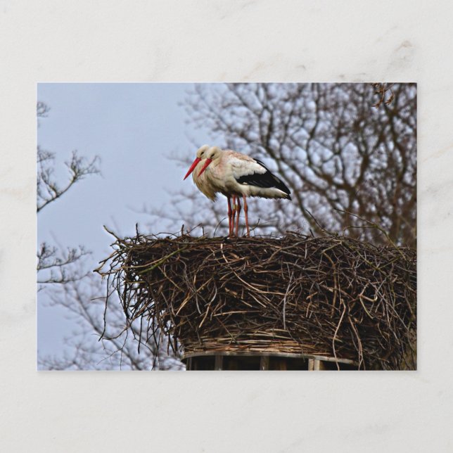 Stork i Nest Vykort (Framsida)