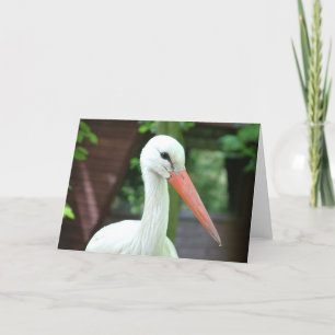 stork kort