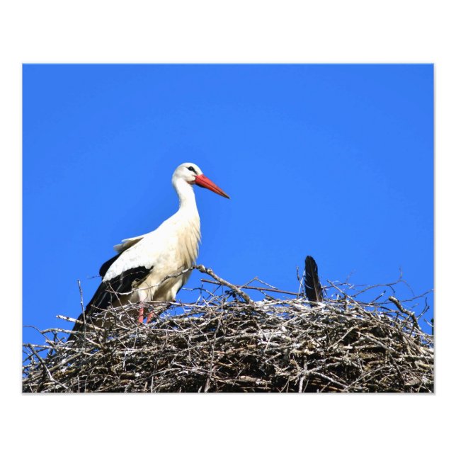 Stork Nest Fototryck (Framsidan)
