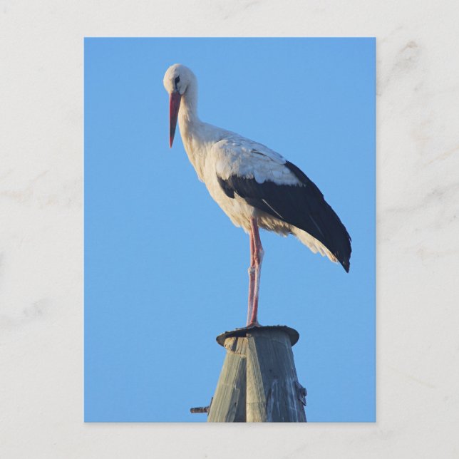 Stork på pole vykort (Framsida)
