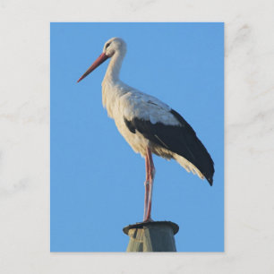 Stork på pole vykort