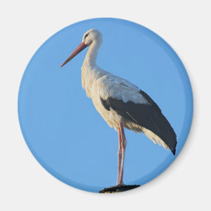 Stork på polen magnet