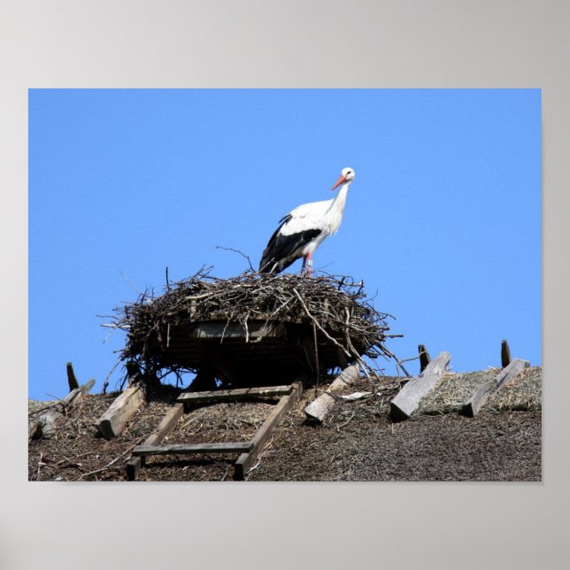Stork på rede poster (Framsidan)