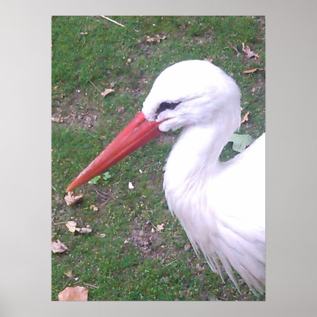 Stork Poster (Framsidan)