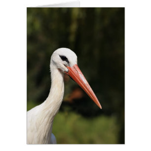 Stork - symbol för Strasbourg och Alsace, Frankrik Hälsningskort