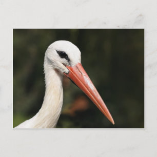 Stork - symbol för Strasbourg och Alsace, Frankrik Vykort