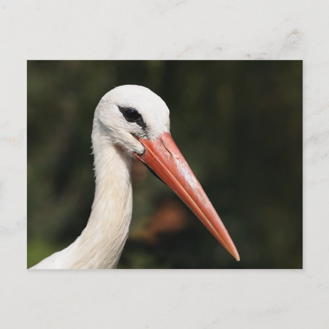 Stork - symbol för Strasbourg och Alsace, Frankrik Vykort (Framsida)