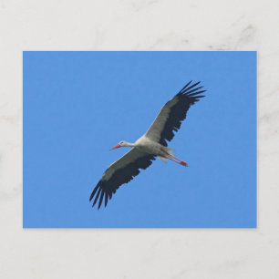 Stork under flygning vykort