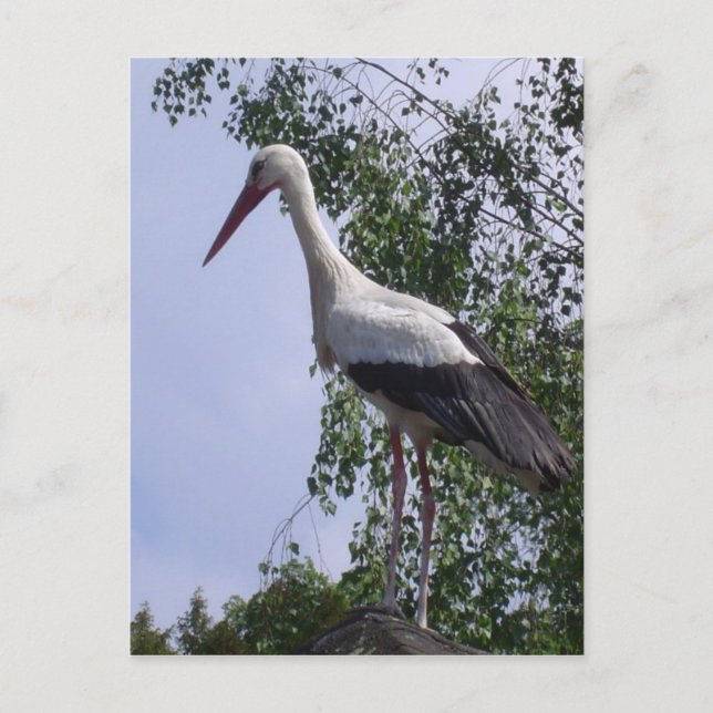 Storkar i Strasbourg Vykort (Framsida)