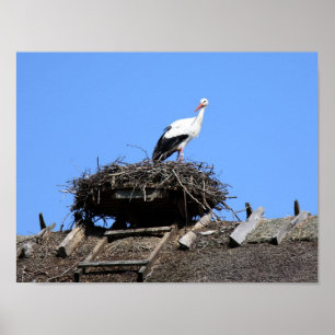 Storken bygga bo på poster