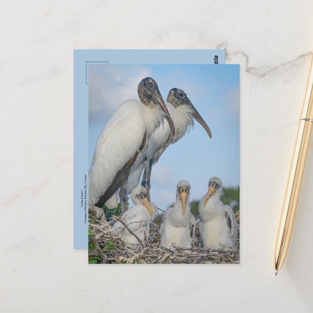 Storkfamilj postkort  vykort (Fram/Back In Situ)