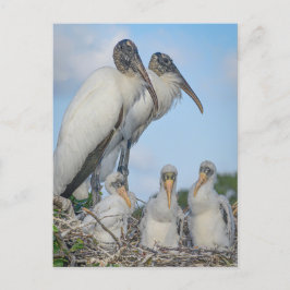 "Storkfamilj " vykort