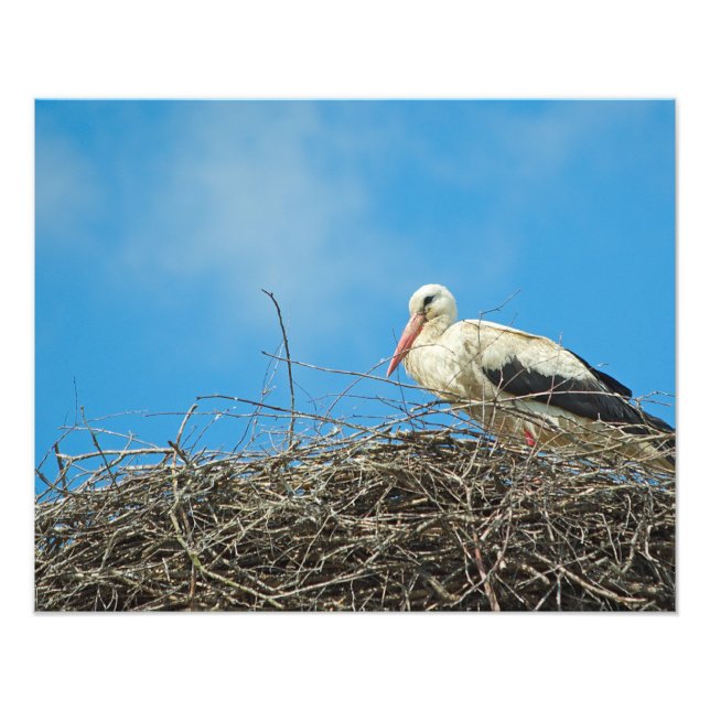 Storks nästfoto fototryck (Framsidan)