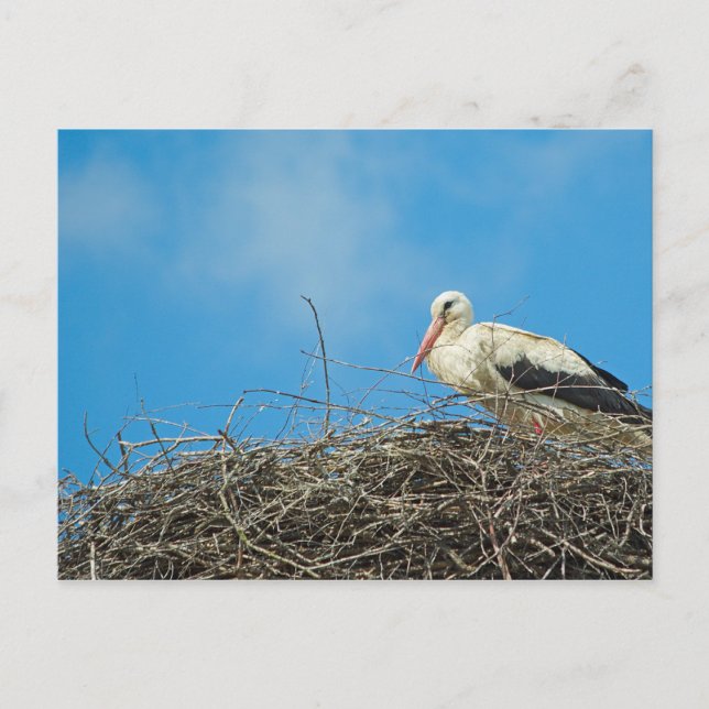 Storks vykort för bo's Nest Postcard (Framsida)