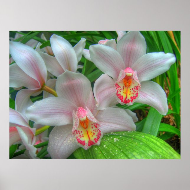 Storlek för vit och Rosa Orchids COLOSSAL Poster (Framsidan)