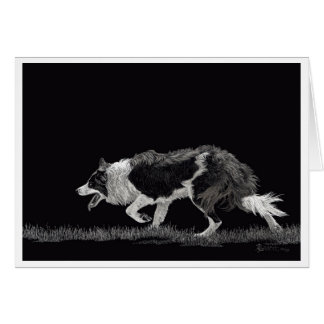 Storm Gräns Collie OBS Kort