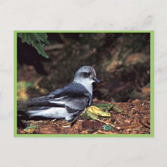 Storm Petrel, St. Vykort (Framsida)