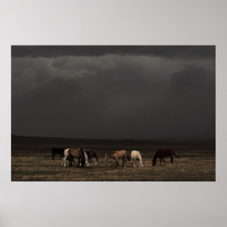 Stormens rider poster