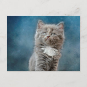 stormig katt vykort