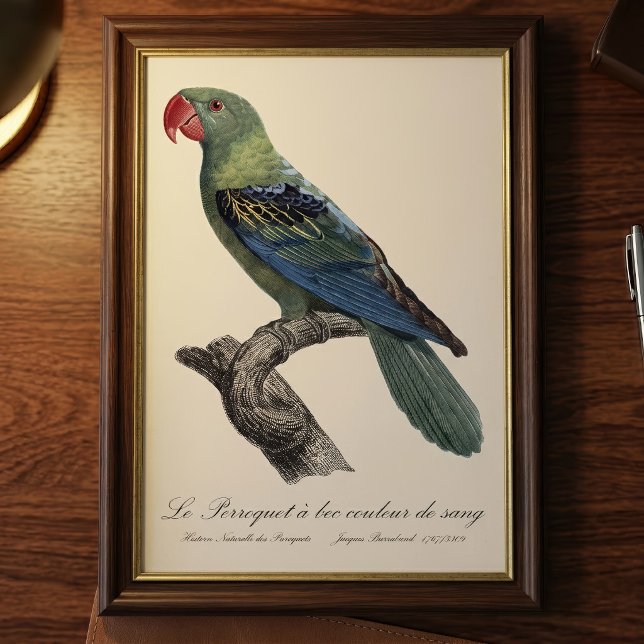 Stornäbbad papegoja, Tanygnathus megalorynchos Fototryck (Great-Billed Parrot, Tanygnathus Megalorynchos. Photo Print)