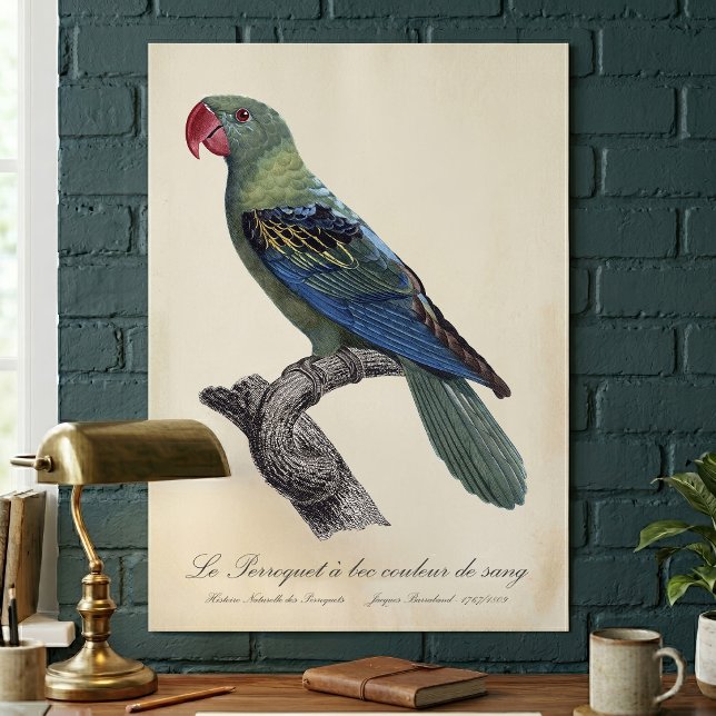 Stornäbbad papegoja, Tanygnathus megalorynchos Poster (Great-Billed Parrot, Tanygnathus Megalorynchos. Poster)