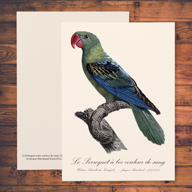 Stornäbbad parakit, Tanygnathus megalorynchos Tack Kort (Great-Billed Parrot, Tanygnathus Megalorynchos. Thank You Card)