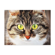 Storögd söt katt porträtt