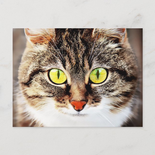 Storögd söt katt porträtt vykort (Framsida)
