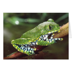 Storögd Trädgroda, Leptopelis vermiculatus, Hälsningskort