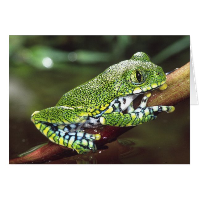 Storögd Trädgroda, Leptopelis vermiculatus, Hälsningskort (Framsidan Horizontal)