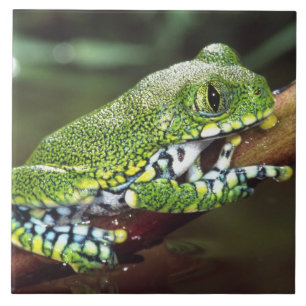 Storögd Trädgroda, Leptopelis vermiculatus, Kakelplatta